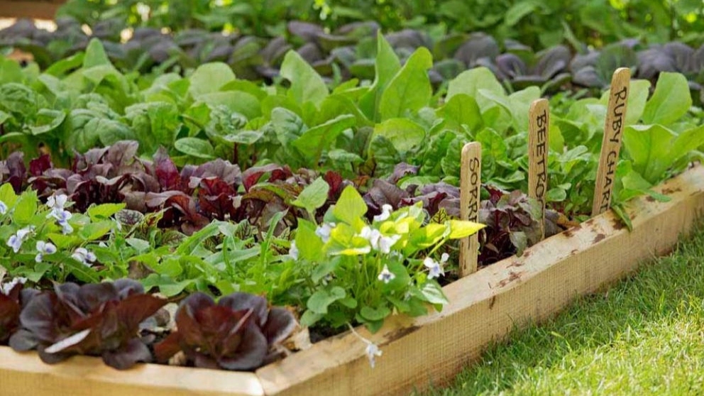 ✅ The method of producing summer and vegetable seedlings