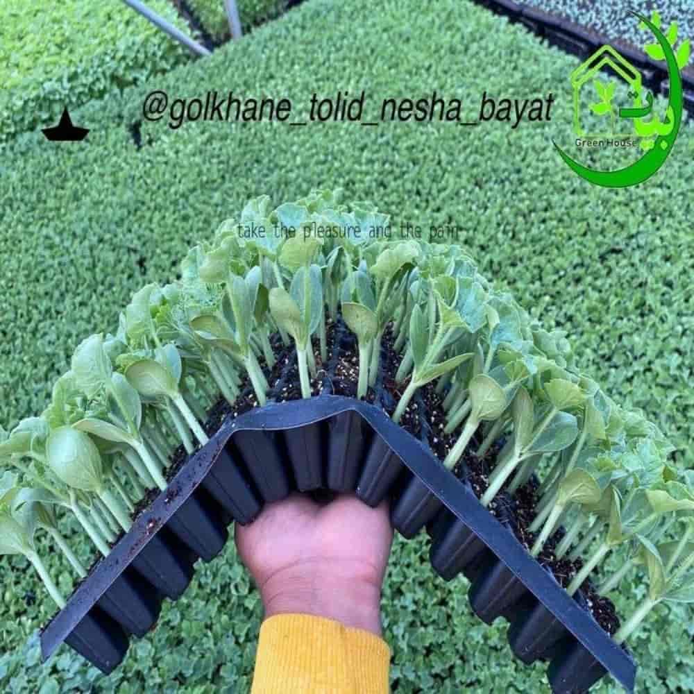 Watermelon seedlings