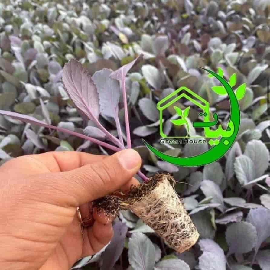 Purple cabbage seedlings