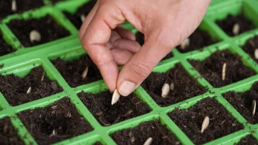 Seedling production and stale greenhouse in Shiraz