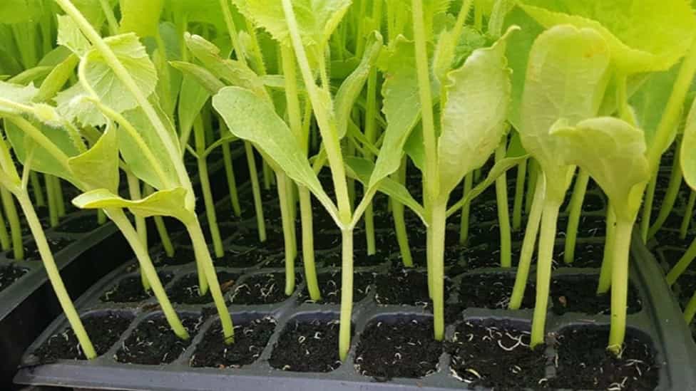 Seedling production method