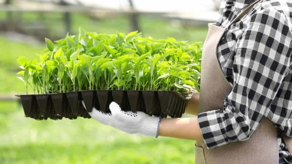 Common methods of transplanting in Iran