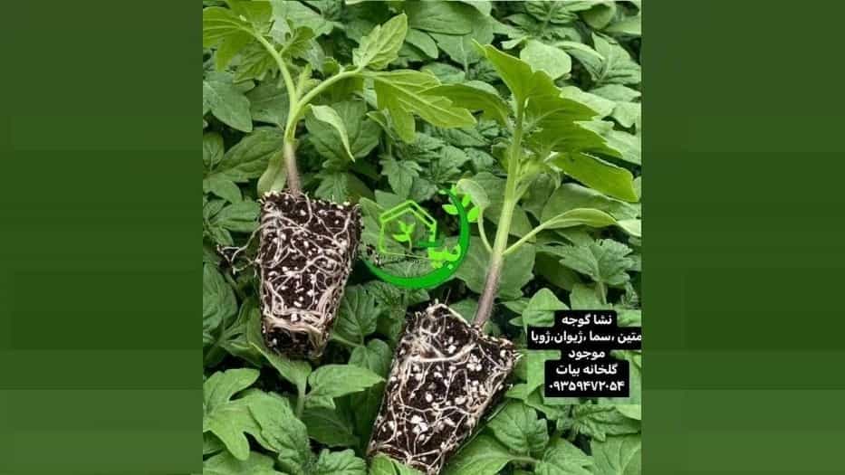 Growing tomatoes in Shiraz