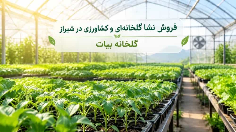 Sale of greenhouse and agricultural seedlings in Shiraz