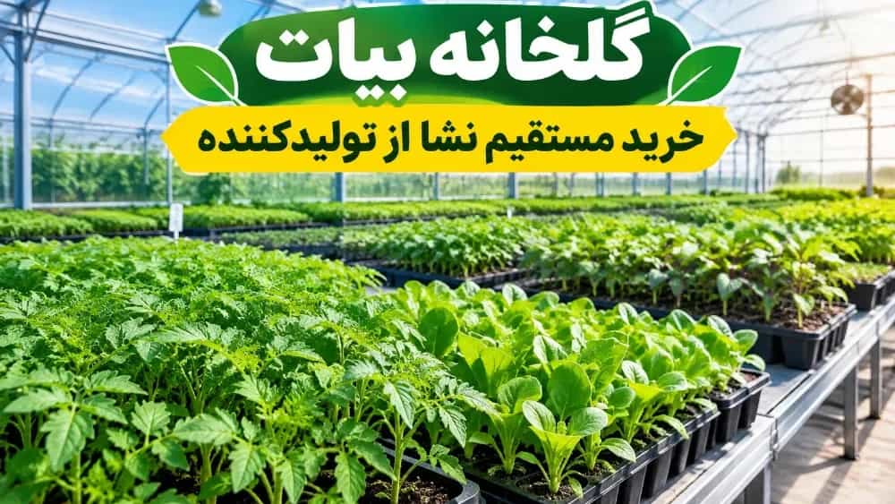 Advantages of buying seedlings directly from the producer