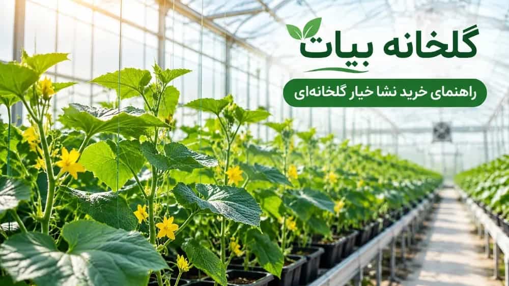 Guide to buying greenhouse cucumber seedlings