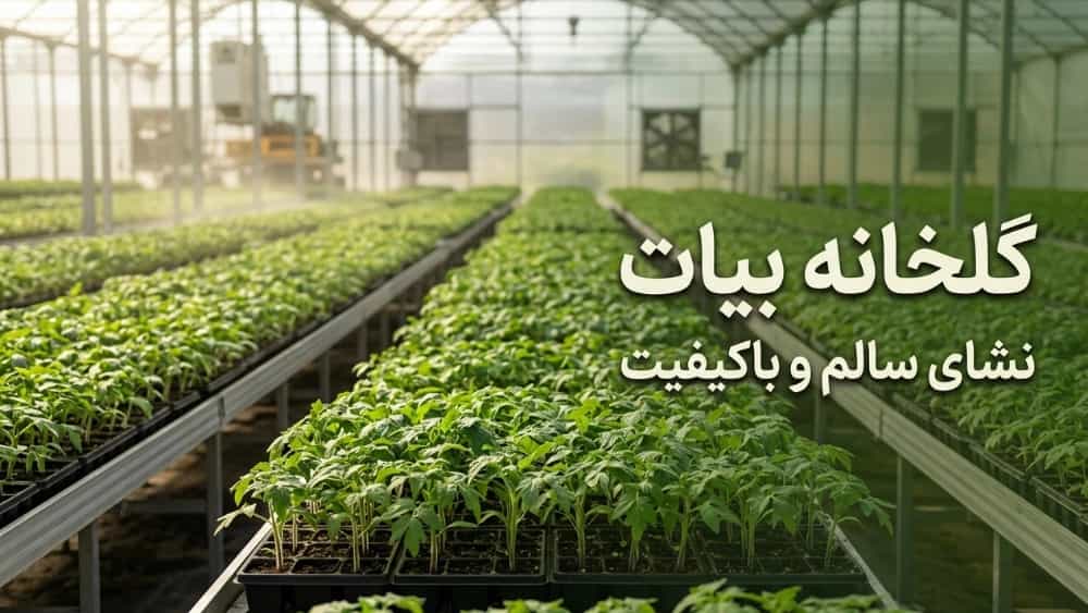 7 features of healthy and high-quality seedlings that you should know before buying