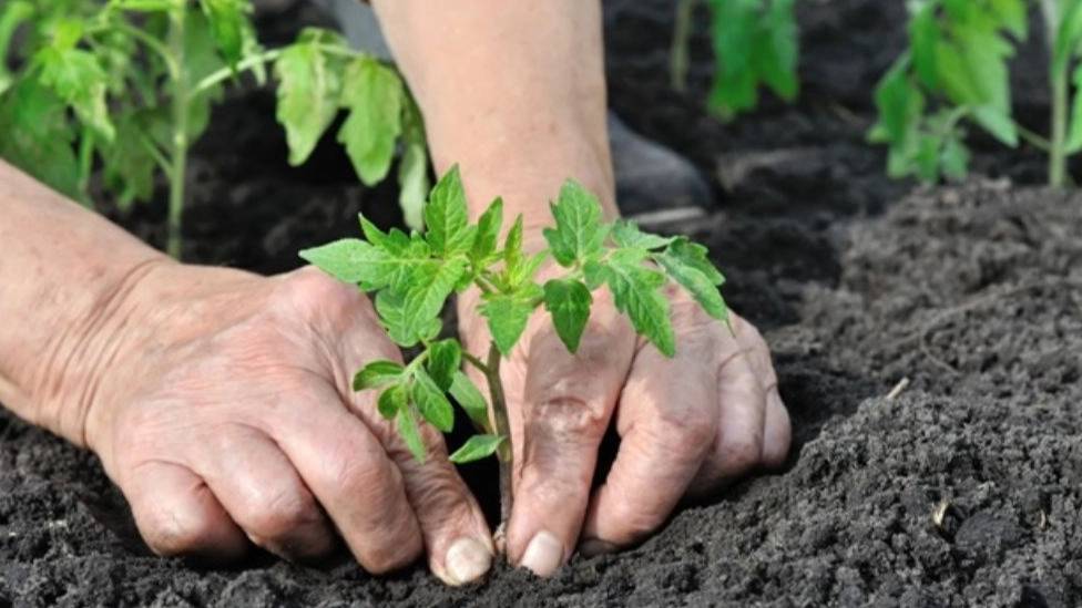 روش تولید نشا