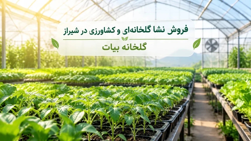 Sale of greenhouse and agricultural seedlings in Shiraz Sale of greenhouse and agricultural seedlings in Shiraz