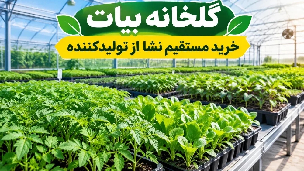 Advantages of buying seedlings directly from the producer Advantages of buying seedlings directly from the producer