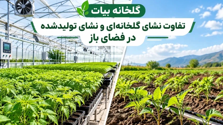 The difference between greenhouse seedlings and seedlings produced outdoors The difference between greenhouse seedlings and seedlings produced outdoors