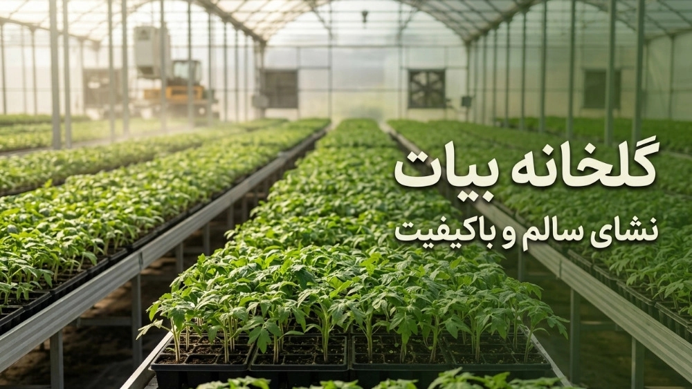 7 features of healthy and high-quality seedlings that you should know before buying 7 features of healthy and high-quality seedlings that you should know before buying