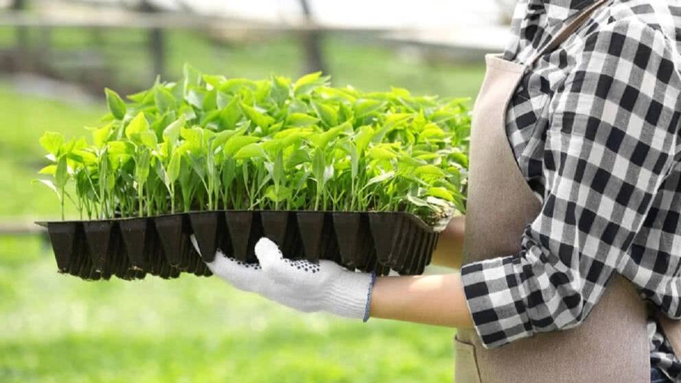 روشهای معمول نشاء کاری در ایران روشهای معمول نشاء کاری در ایران